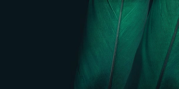 Közelkép Gyönyörű zöld madár toll egy sötét háttér textúra. Makrofotózás nézet.  - Fotó, kép