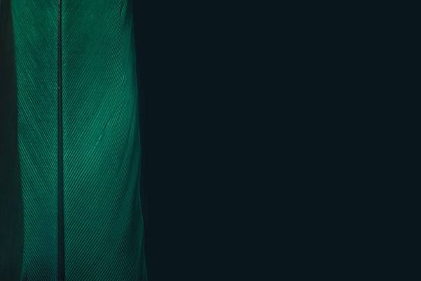Close up Mooie groene vogelveer op een donkere achtergrond. Macro fotografie zicht.  - Foto, afbeelding