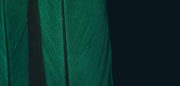 Close up Beautiful Green Bird feather on a dark background texture. Macro photography view.  - Fotoğraf, Görsel