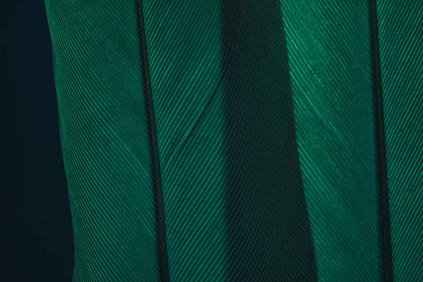 Cerrar Hermosa pluma de pájaro verde sobre una textura de fondo oscuro. Macro fotografía vista
.  - Foto, imagen