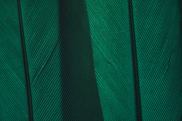 Close up Bella piuma d'uccello verde sfondo texture. Macro vista fotografica
.  - Foto, immagini