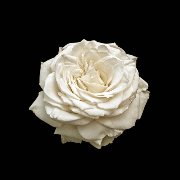 Gyönyörű fehér Rózsa izolált fekete háttér - Fotó, kép