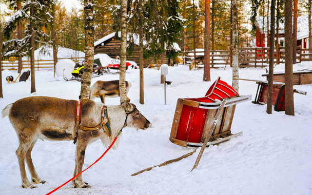 Олени без рогов в санях зимой финская Лапландия
 - Фото, изображение