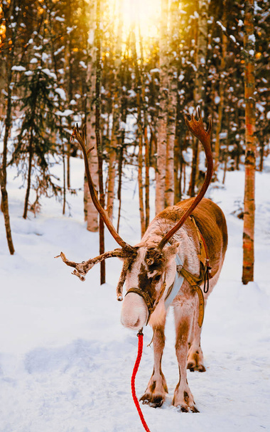 Reindeer at winter forest in Finnish Lapland - Photo, Image