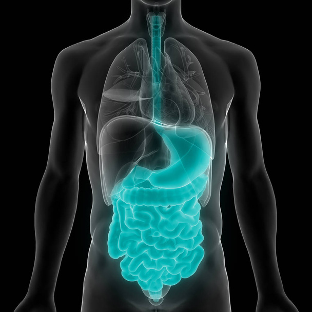 Sistema digestivo humano Anatomía del intestino delgado y grueso. 3D Ilustración
 - Foto, imagen