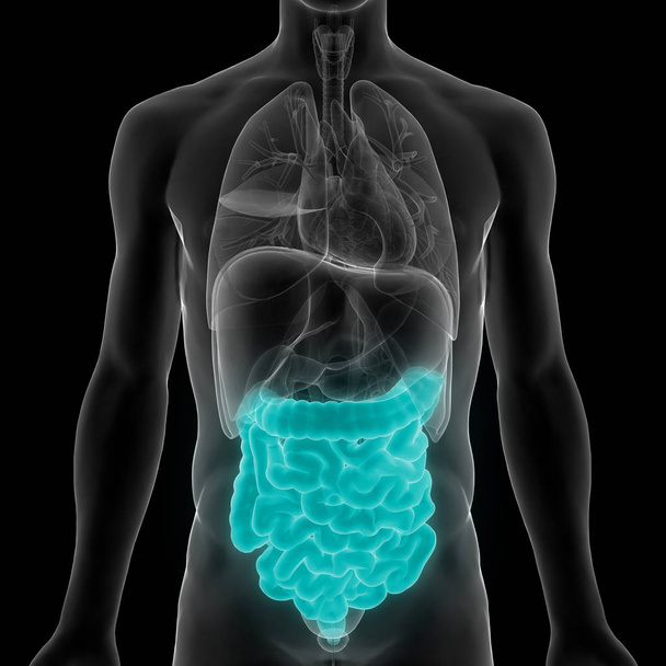 Système digestif humain Anatomie du gros et du petit intestin. 3D - Illustration
 - Photo, image