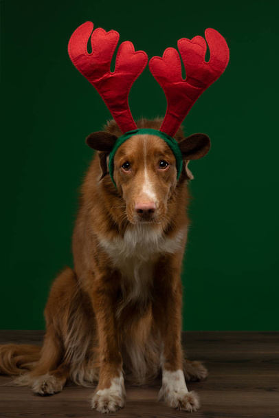 Christmas dog. Pet in a New Years cap on a green background. Nova Scotia Duck Tolling Retriever - Fotografie, Obrázek