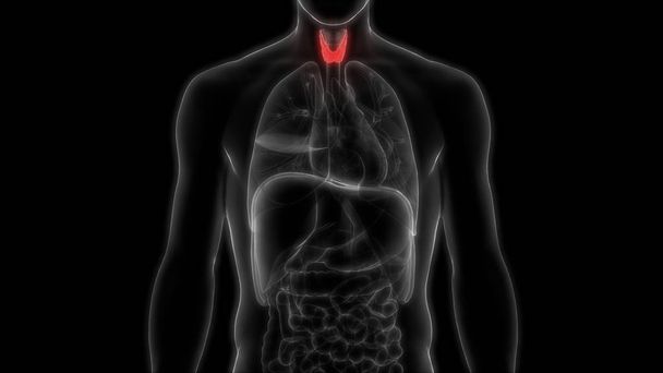 Human Body Glands Thyroid Gland Anatomy. 3D - Illustration - Photo, Image