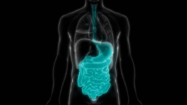 Человеческая пищеварительная система Большой и Малый кишечник Анатомия Вид. 3D
  - Фото, изображение
