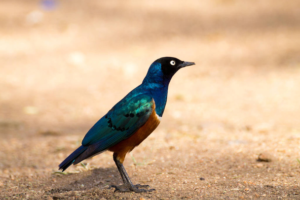 Великолепные скворцовые птицы. Национальный парк Серенгети, Танзания, Африка
 - Фото, изображение