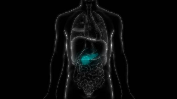 Organe digestif interne humain Pancréas Anatomie. 3d - Illustration - Photo, image