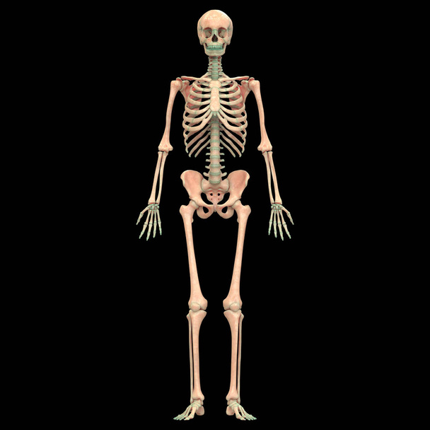 Emberi csontváz rendszer anatómia. 3d - Illusztráció - Fotó, kép