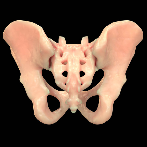 Anatomie lidského kosterního systému. 3D - ilustrace - Fotografie, Obrázek