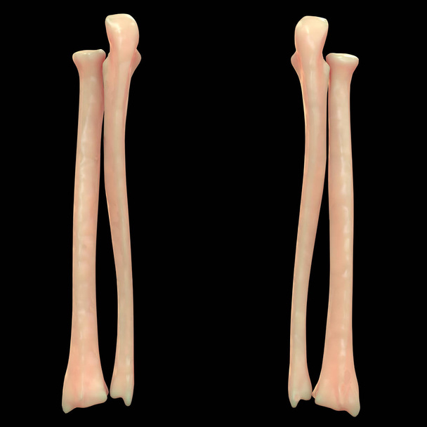 Huesos de fémur esqueleto humano - Ilustración
 - Foto, Imagen