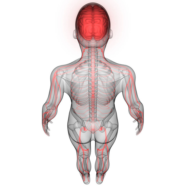 Ανθρώπινο Εγκέφαλο με Νεύρα, Πέπλα και Αρτηριακές Ανατομία. 3d - Εικόνα - Φωτογραφία, εικόνα