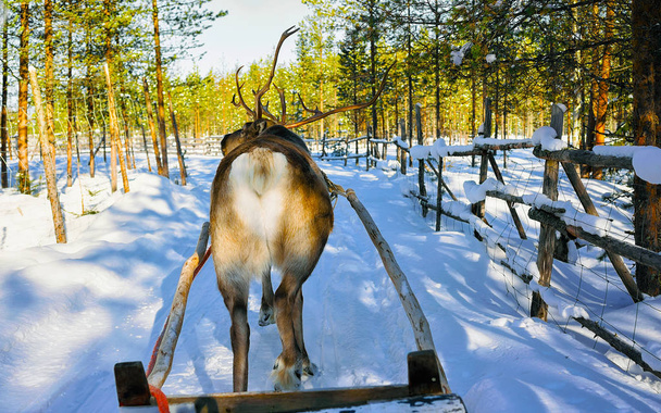 Reindeer sledge race Lapland Finland - Photo, Image