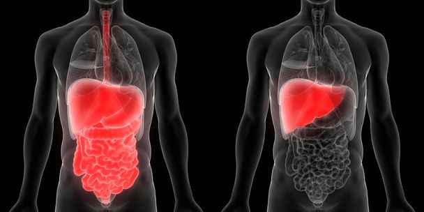 Sistema Digestivo Humano Visão de Anatomia Intestinal Grande e Pequena. 3D
  - Foto, Imagem