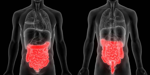 ヒト消化器系大規模および小腸の解剖学的構造ビュー.3D  - 写真・画像