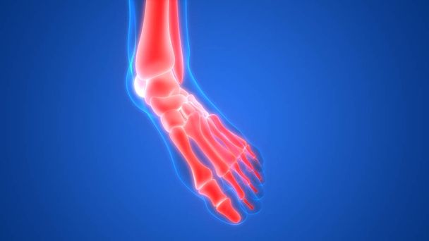 Dolores en las articulaciones óseas del cuerpo humano (articulaciones del pie y huesos). 3D Ilustración - Foto, Imagen