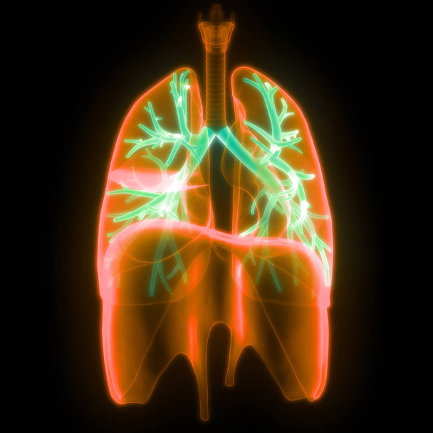 人間の呼吸器系ダイヤフラム解剖学。3D -イラスト - 写真・画像