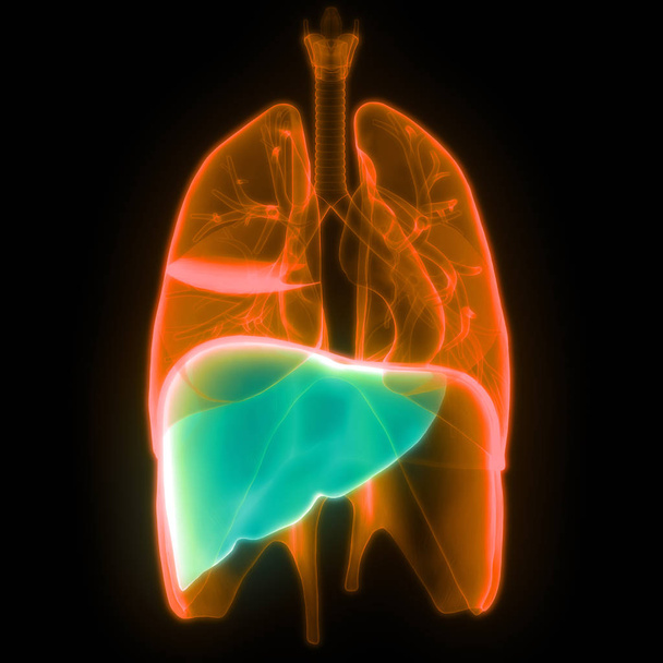 Anatomie du diaphragme respiratoire humain. 3D - Illustration
 - Photo, image