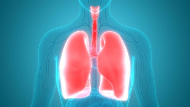 Anatomie plic lidského dýchacího ústrojí. 3D  - Fotografie, Obrázek