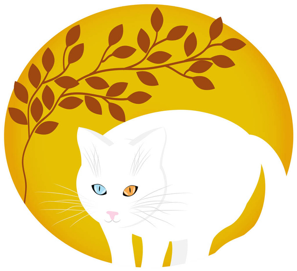 gato blanco con heterocromia ocular
 - Vector, Imagen