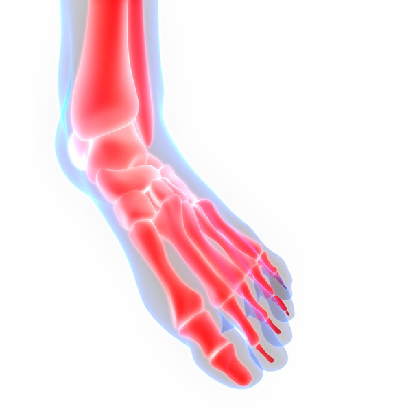 Dores nas articulações ósseas do corpo humano (articulações dos pés e ossos). 3D - Ilustração - Foto, Imagem