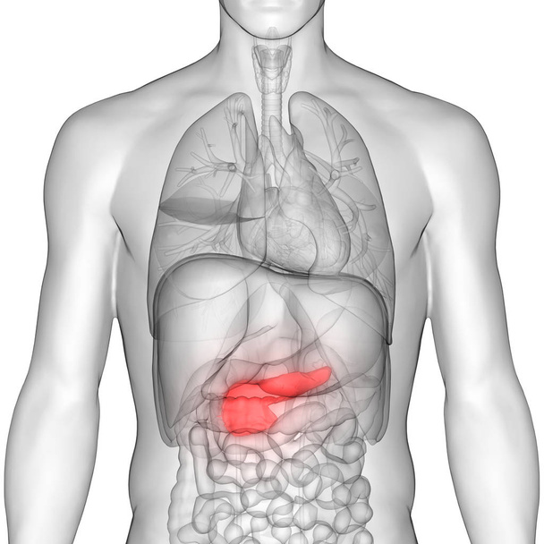 Anatomie des menschlichen Verdauungsorgans Bauchspeicheldrüse. 3d - Illustration - Foto, Bild
