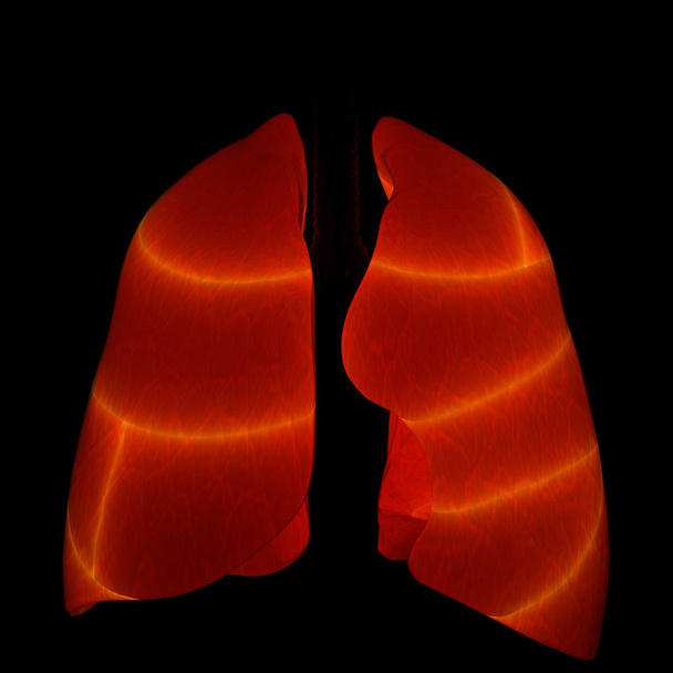 Anatomie pulmonaire du système respiratoire humain. 3D  - Photo, image