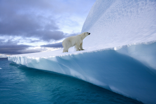 Polar Bear on an iceberg in Northwest Fjord in eastern Greenland - Photo, Image