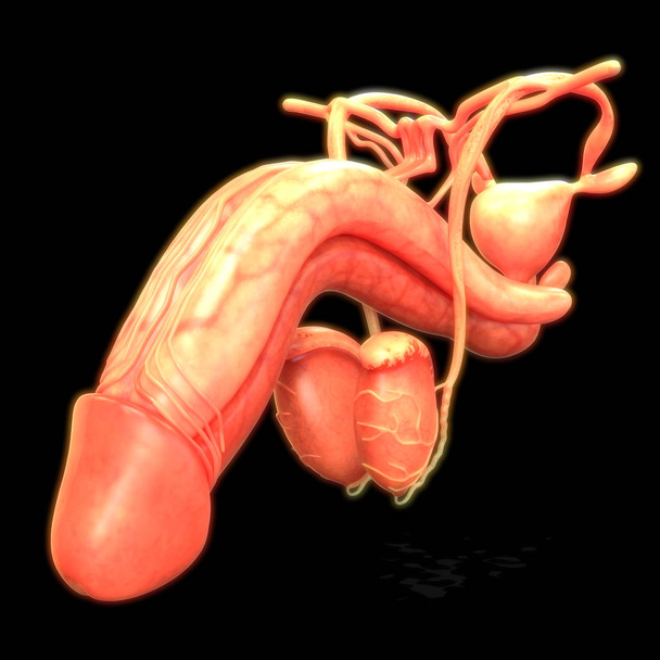 Anatomia do Sistema Reprodutor Masculino. 3D - Ilustração
 - Foto, Imagem