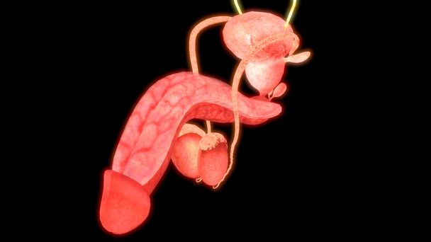 Anatomía del sistema reproductor masculino. 3D Ilustración
 - Foto, Imagen