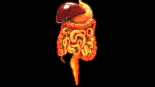 Human Digestive System Large and Small Intestine Anatomy View. 3D  - Photo, Image
