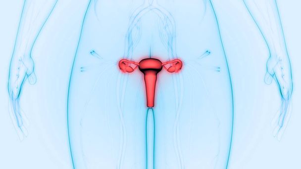 Anatomía del sistema reproductivo femenino. 3D - Foto, imagen