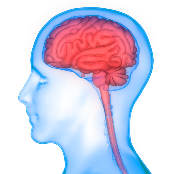 Centralny organ anatomii ludzkiego układu nerwowego. 3d - Zdjęcie, obraz