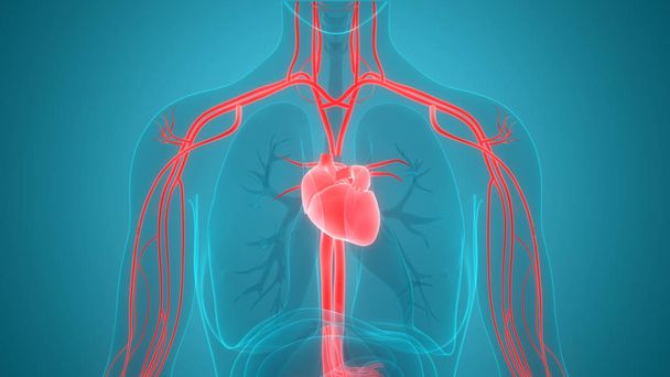 Human Circulatory System heart Anatomy. 3D - Photo, Image
