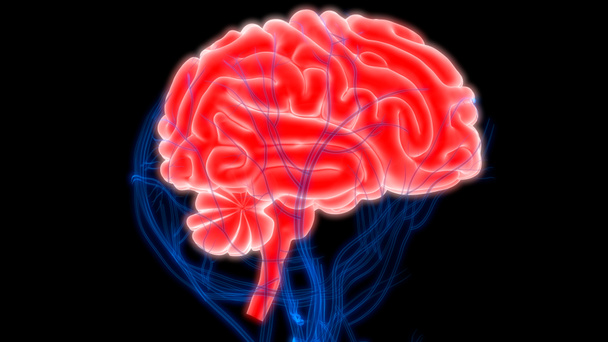 Anatomia del cervello umano - Illustrazione
 - Foto, immagini
