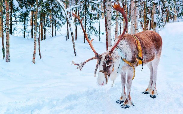 Τάρανδος στο αγρόκτημα στο χειμώνα Βόρεια Φινλανδία Λαπωνία Ροβανιέμι - Φωτογραφία, εικόνα