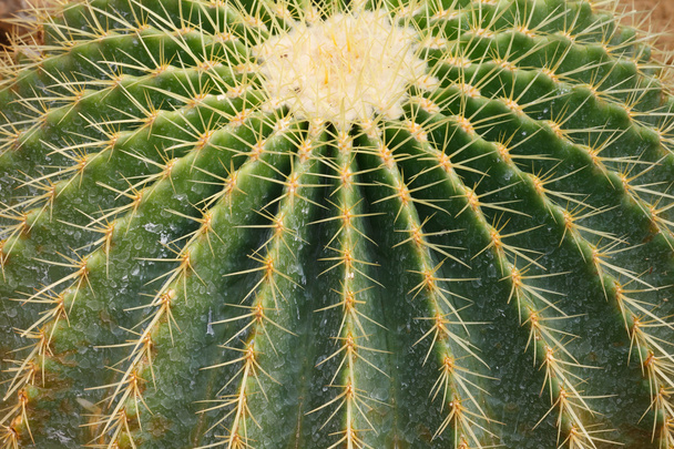 Szczegóły uprawy kaktusów - Zdjęcie, obraz