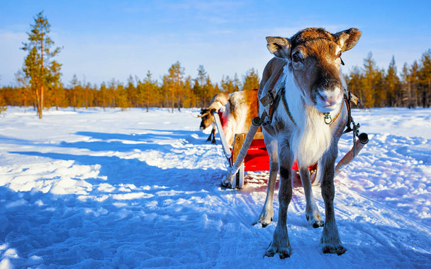 Τάρανδος με έλκηθρο και χειμώνας δάσος στη Βόρεια Φινλανδία Λαπωνία - Φωτογραφία, εικόνα