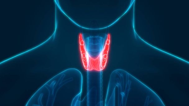 Людський організм Glands Thyroid Gland Anatomy. 3D - ілюстрація - Фото, зображення