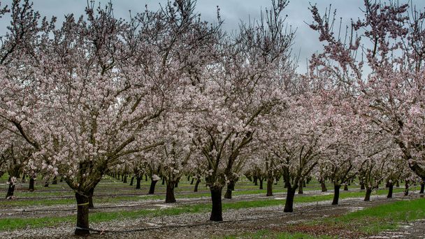Un frutteto di almod nella primavera
 - Foto, immagini