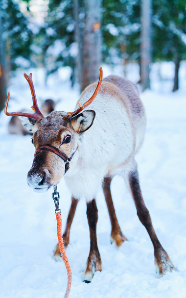 Reindeer at farm of winter Lapland Rovaniemi Finland - Photo, Image