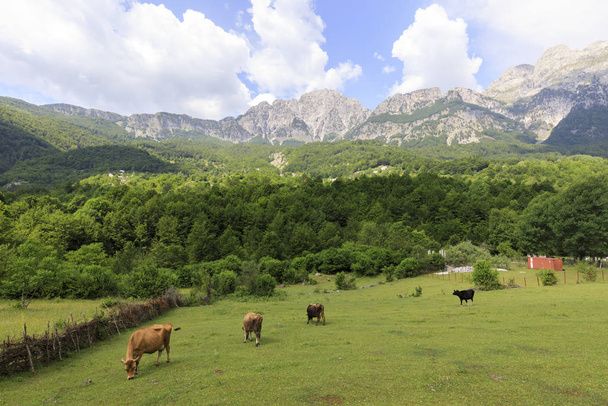 Κοιλάδα του Θεθ με ένα κοπάδι αγελάδες στις δηναρικές Άλπεις στην Αλβανία - Φωτογραφία, εικόνα