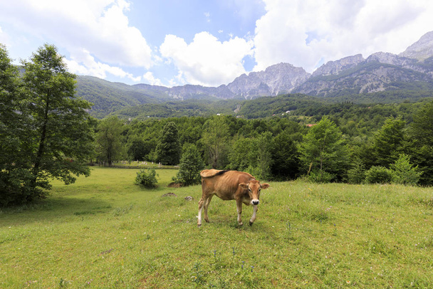 Valley of Theth with a cow in the dinaric alps in Albania - Photo, Image