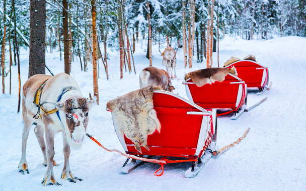 Renifer z przyczepa sanki w lesie zimą w mieście Rovaniemi - Zdjęcie, obraz