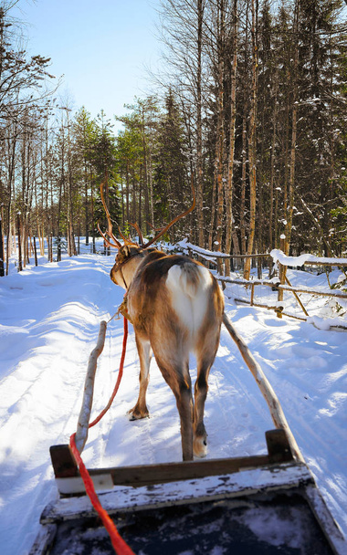 Raça de trenó de renas Lapland Finlândia
 - Foto, Imagem