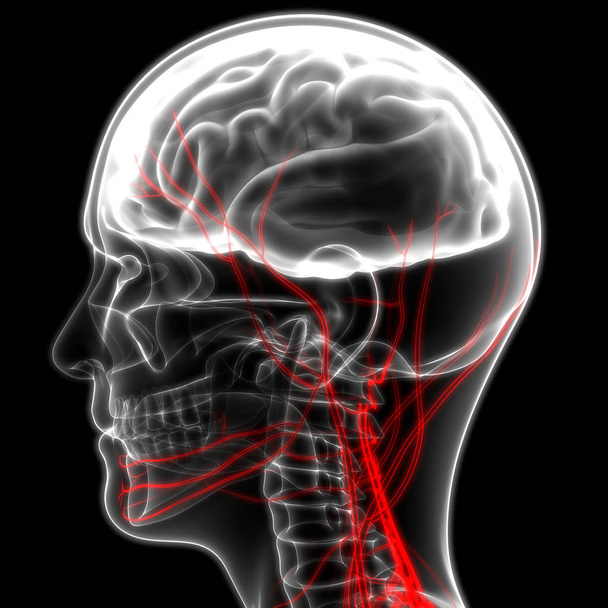 Az emberi idegrendszer anatómiájának központi szerve. 3d - Fotó, kép