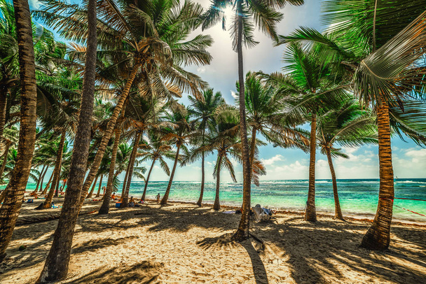 Pláž Bois Jolan na Guadeloupe - Fotografie, Obrázek